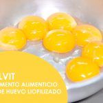 excelvit-2
