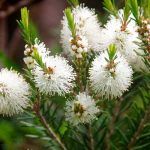 arbol-de-te-en-flor
